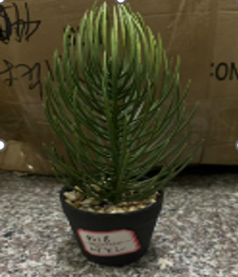 DSH.  LULE ARTIFICIALE AND ITEM CODE DIFERENT.  07 (108) 716-7