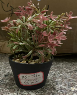 DSH.  LULE ARTIFICIALE AND ITEM CODE DIFERENT.  08 (96) 716-8